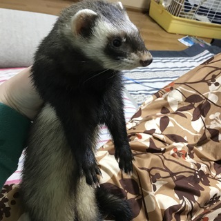 ⚠️募集一時中止中⚠️マーシャルフェレット