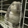 ケージ越しに撫で撫でを要求する、ようかん