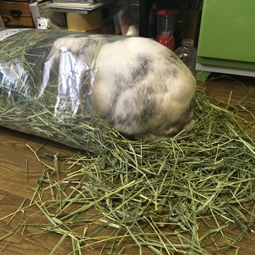 牧草の袋食いを楽しむ、ようかん