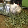 牧草の袋食いを楽しむ、ようかん
