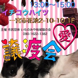 いちのみや地域猫の会、譲渡会2/24