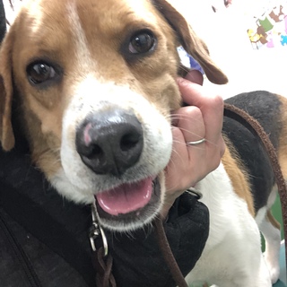 73頭、多頭崩壊からビーグルMIXの男の子