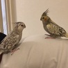 ラワンデル