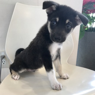 黒柴風ミックス♪とっても懐っこいデベソ君♪