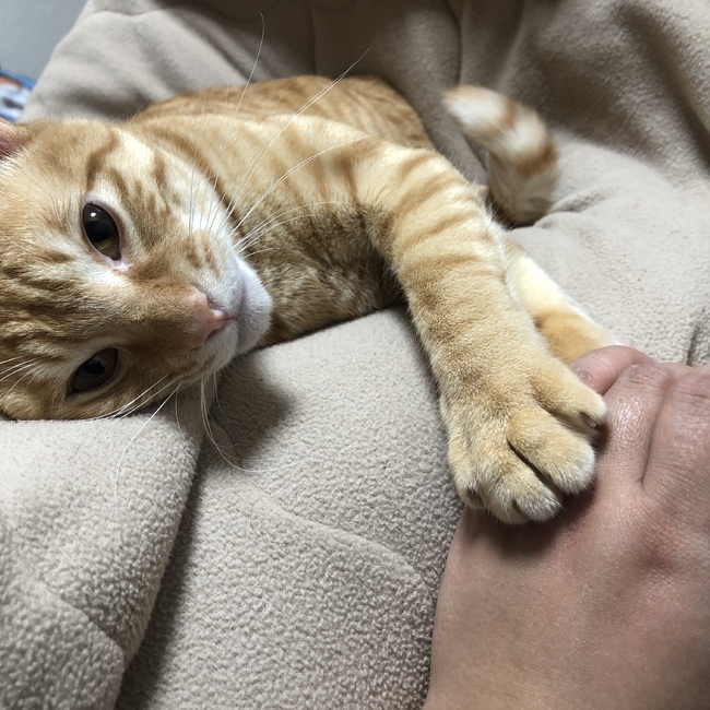 Chiroru3のカバー写真