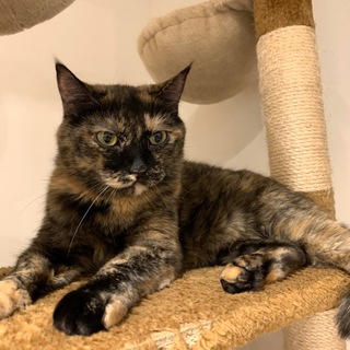 【すず】おやつ大好きツンデレ猫