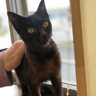 推定3ヵ月黒猫男の子　梅太郎くん