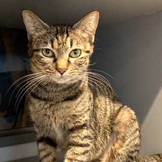 【ジュリ】スマートな優しい女の子