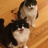 ハイチーズ