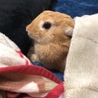 こがわん