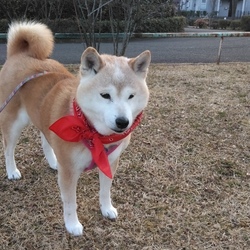 赤いリボンの日♥(=^・^=)の日♥