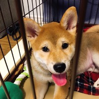 茶々