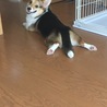 この子は弟夫婦の愛犬オレオ