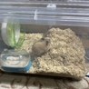 急募！ハムスターの里親募集！ サムネイル5