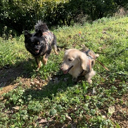 「レジンで迷子札作り」サムネイル3