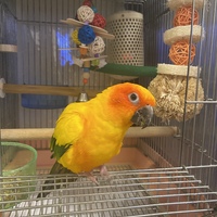 メメ