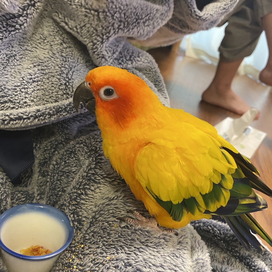 メメのカバー写真