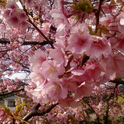 「アンジーと桜」サムネイル2