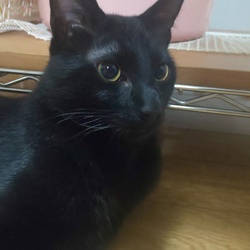 お薬やめたら元気に