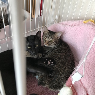 天真爛漫あずきちゃん