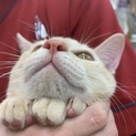 甘えん坊のイケメン猫ちゃん
