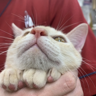 甘えん坊のイケメン猫ちゃん