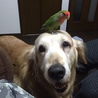 ウッチッチⅡ