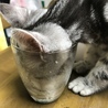 ジャストサイズ