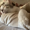 うっ、起きれない。。。