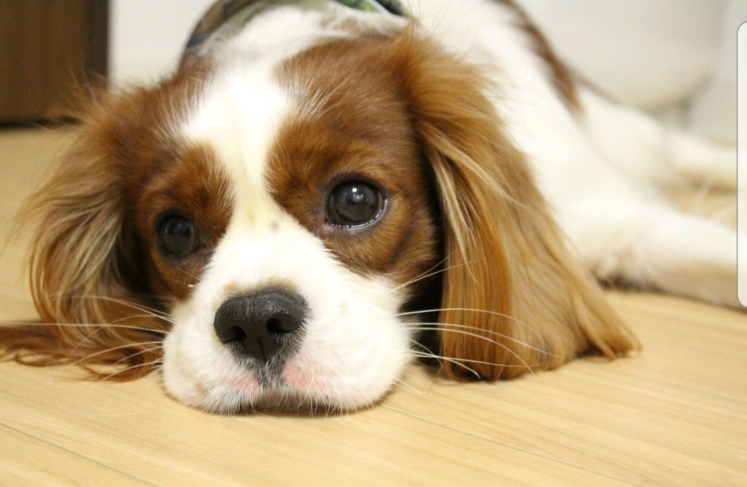 芸達者なキャバリアちゃん 大阪府 犬の里親募集 ペットのおうち 月間利用者150万人