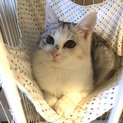 【パスコ】おかげ様で里親さまが決まりました！