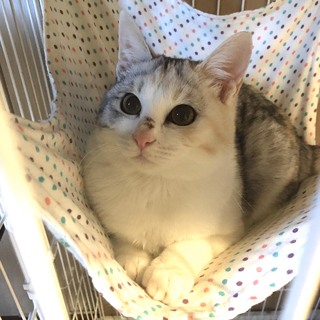 【パスコ】おかげ様で里親さまが決まりました！