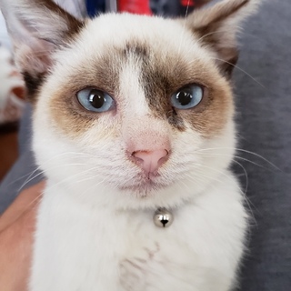 シャム系男の子