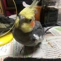 オカメインコの女の子と男の子の里親募集！