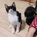 ハチワレの兄妹
