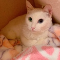 保護猫　推定年齢3歳　女の子　避妊手術済み