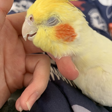 オカメインコ　ちろちゃん