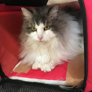 おっとりとした女の子