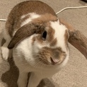 新しいママを探してます