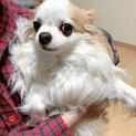 チワワ