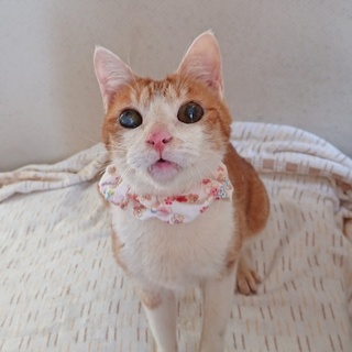 甘えて遊んで甘えて！人恋しい【ゆりっこ】です