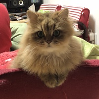 プーさん