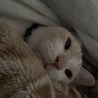 おぶち