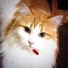うちのネコが一番