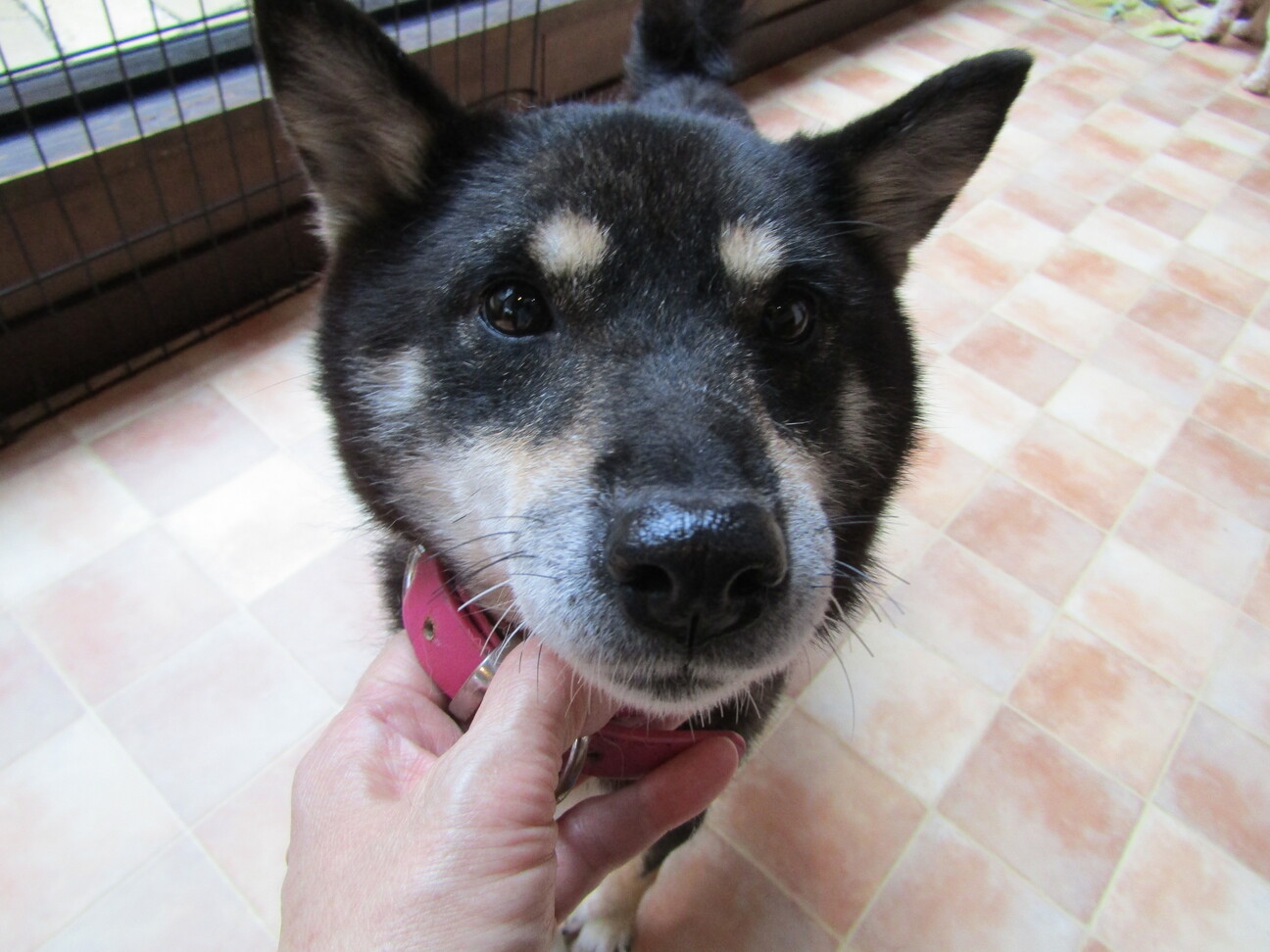 繁殖屋からレスキューした 兵庫県 犬の里親募集 ペットのおうち 月間利用者150万人