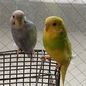 【里親募集】セキセイインコ２羽
