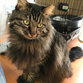 お宅訪問決定！メインクーンっぽいふわもこ君