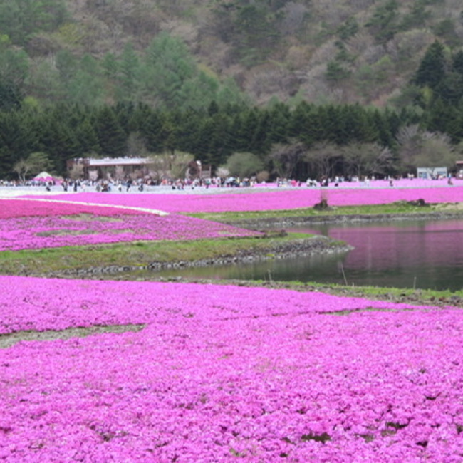 ゆーぱんだのカバー写真