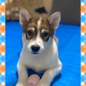保健所保護　子犬里親様決定