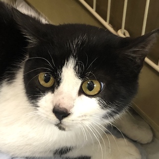 人馴れ可愛い顔ハチワレ男子ハイツ君